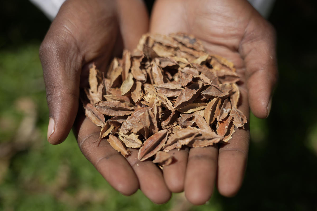 Siapa Berhak Bagikan Benih? Tantangan Petani Kenya di Era Perubahan Iklim