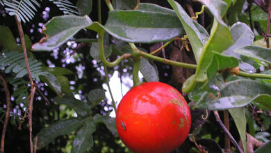 Apakah Buah Kalayar Bisa Dimakan? Cek Kandungannya di Sini!