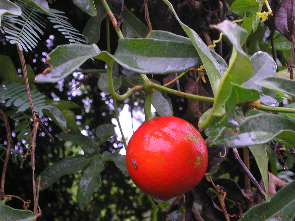 Apakah Buah Kalayar Bisa Dimakan? Cek Kandungannya di Sini!