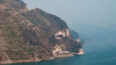 China’s ‘Puppy Mountain’ Viral: Fenomena Menggemaskan yang Mengguncang!