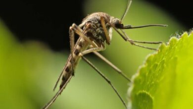 “Kenali Pencegahan dan Gejala Virus Zika: Lindungi Keluarga Anda!”