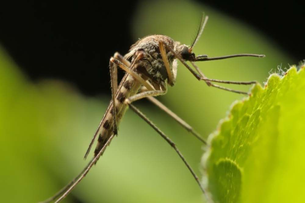 “Kenali Pencegahan dan Gejala Virus Zika: Lindungi Keluarga Anda!”