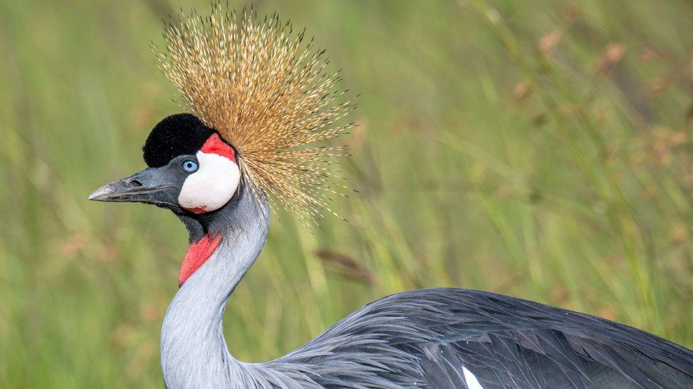 Kenapa Burung Bangau Bertanduk Uganda Terancam Punah?