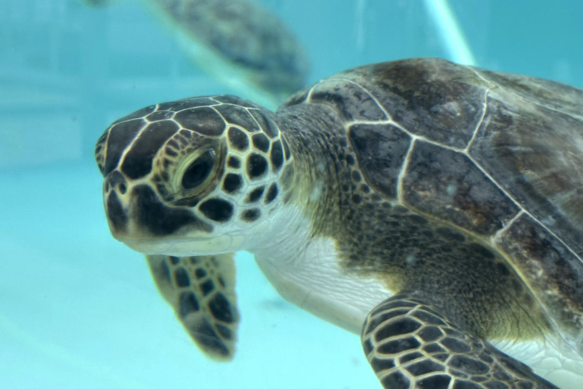 Penyu Laut Kembali ke Lautan Atlantik Florida Setelah Terkejut Dingin