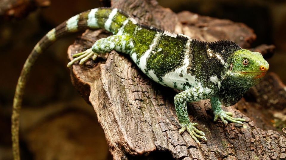 Iguana Melayang 5.000 Mil ke Fiji, Penelitian Temukan Penyebabnya!