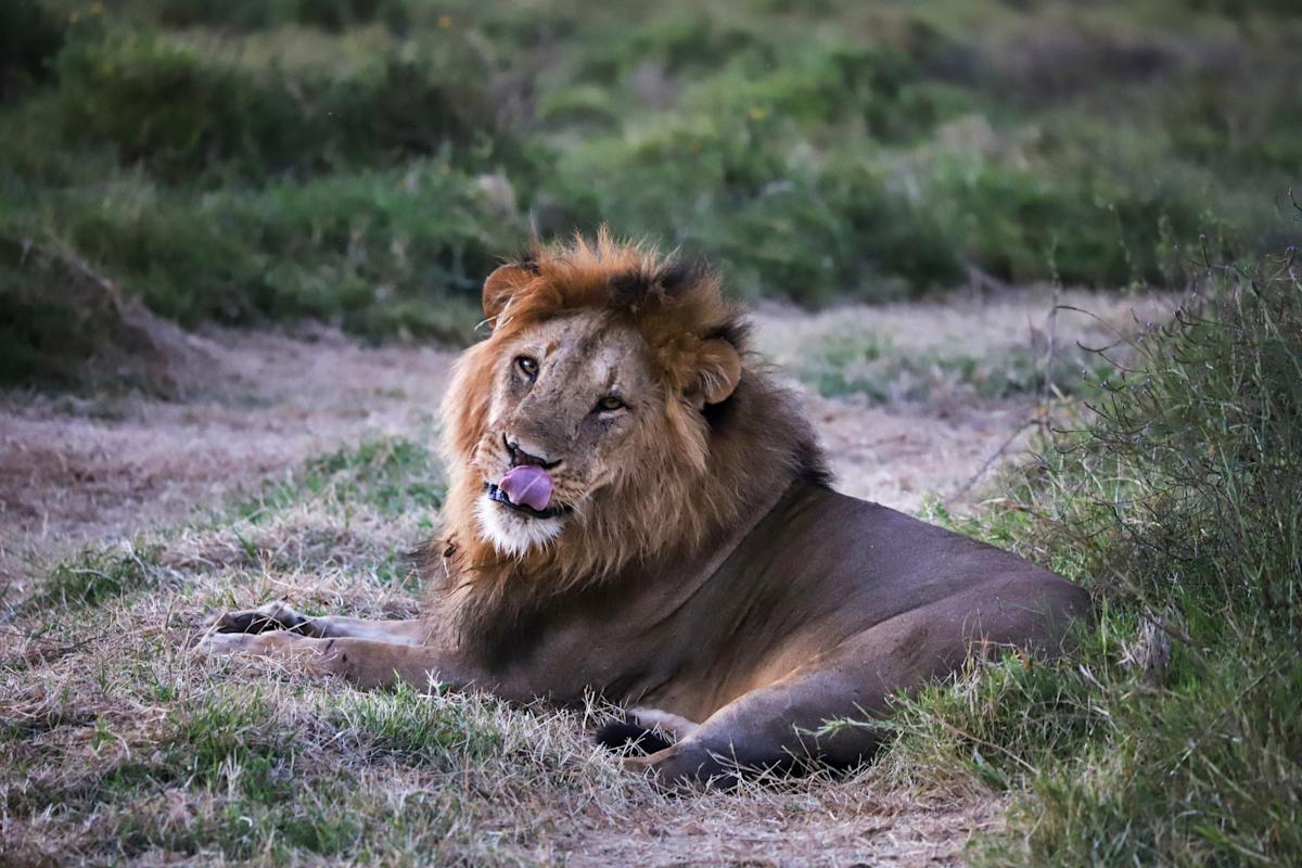 Koridor Satwa Didorong untuk Topang Populasi Hewan Kenya