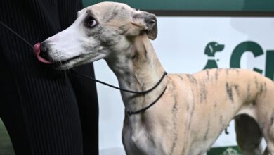 Whippet Miuccia Raih Gelar Best in Show di Crufts 2023!