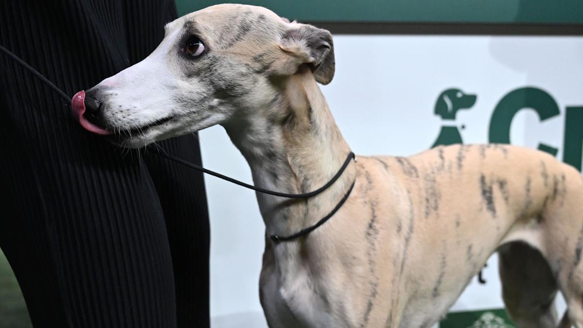 Whippet Miuccia Raih Gelar Best in Show di Crufts 2023!