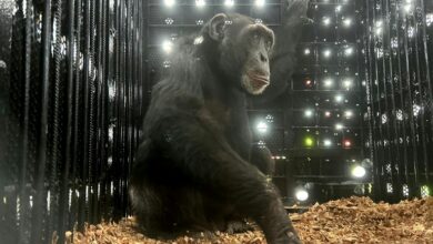 Yoko Si Chimpanzi Kesepian dari Kolombia Menemukan Rumah Baru di Brasil!